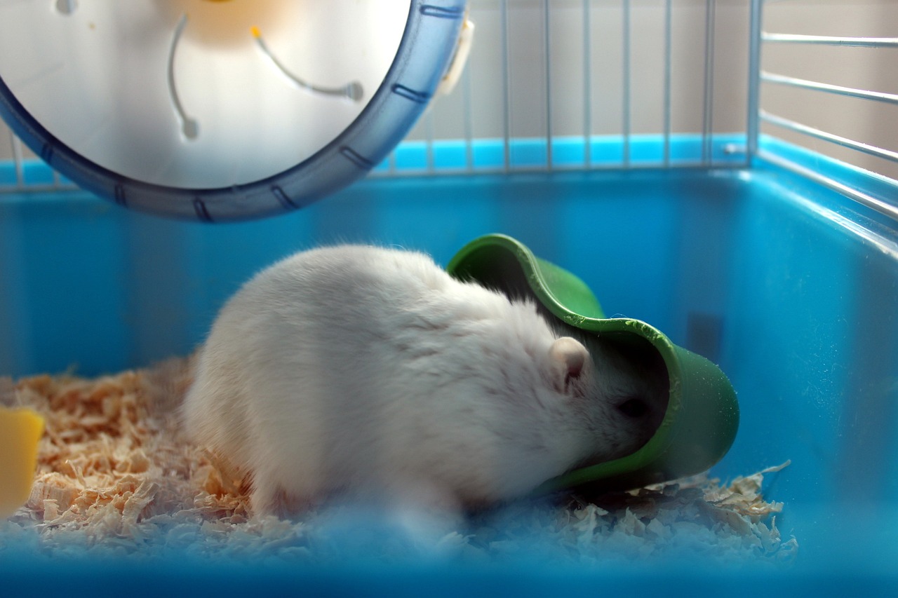 What To Look For While Choosing A Hamster Cage?