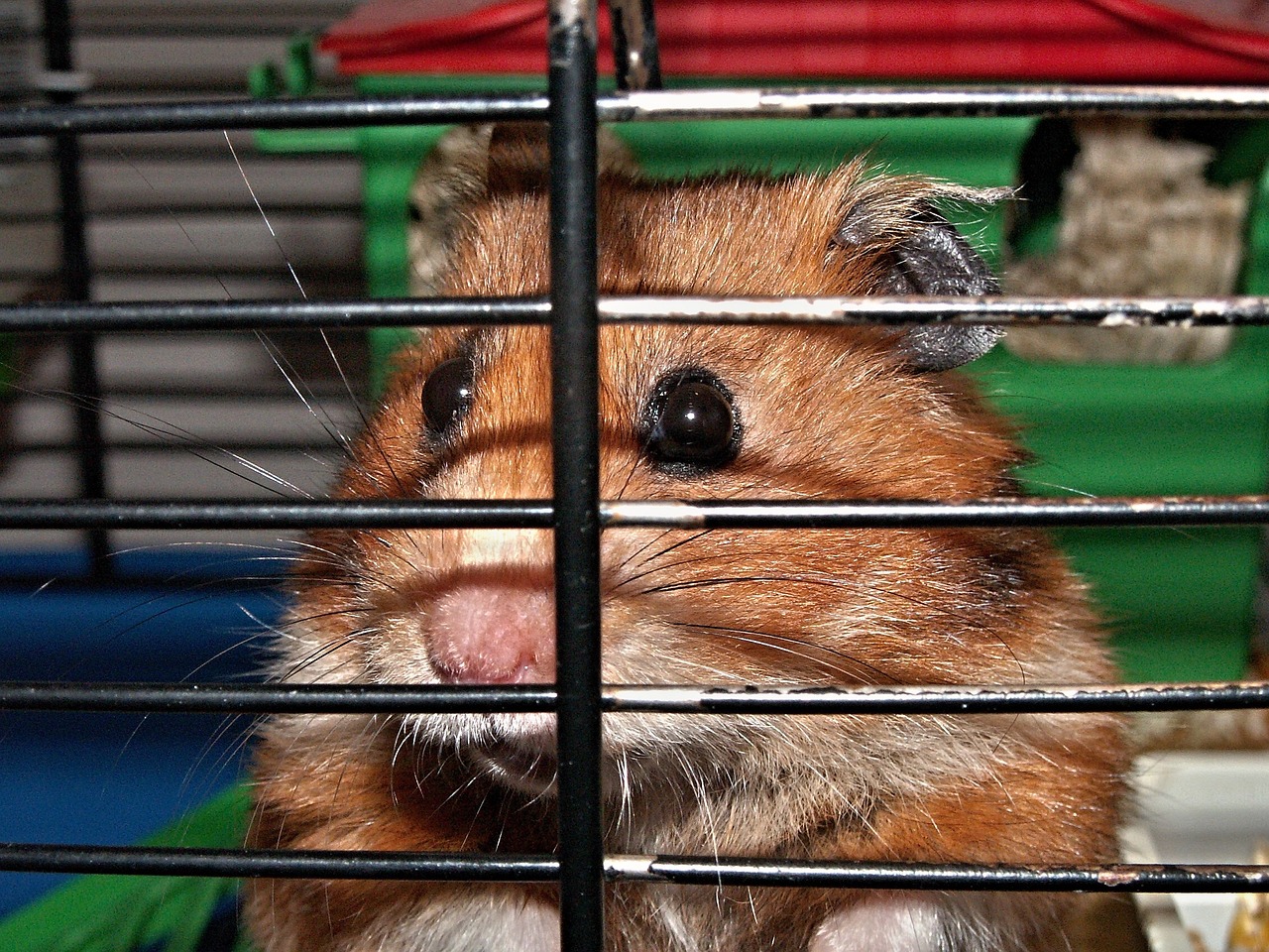 Essential Features Of Travel-friendly Hamster Cages For Road Trips